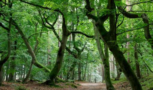 Herbst-Wald auf dem Darß