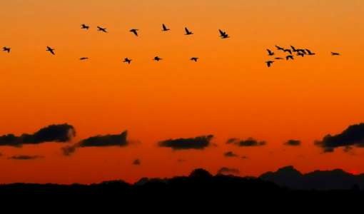 Im Zug der Kraniche – Naturfotografie am Darß