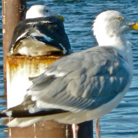 Möwen am Hafen