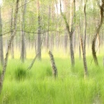 Grüne Waldlandschaft