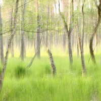 Grüne Waldlandschaft