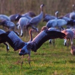 Tiere und Kraniche fotografieren