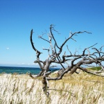 Fotografieren in der Natur von Prerow